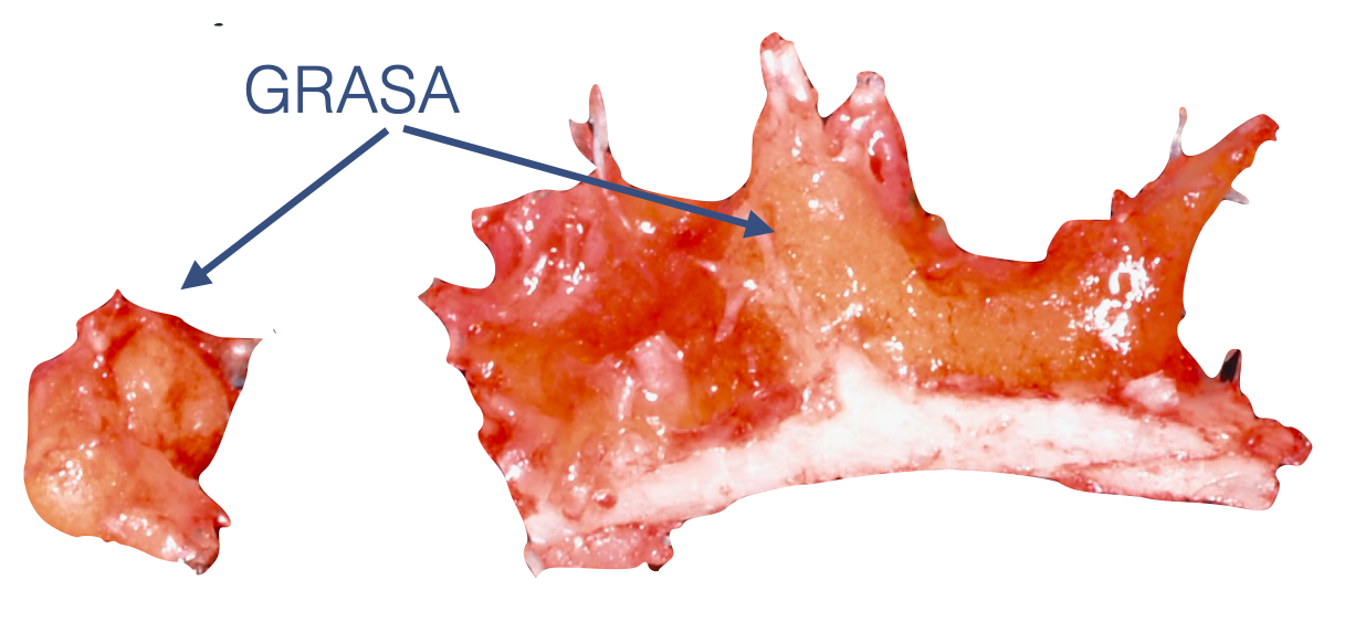 Fragmento de hueso con grasa visible